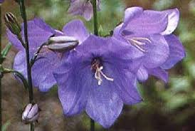 Attēlu rezultāti vaicājumam “Campanula persicifolia”