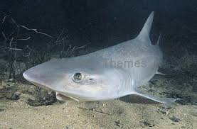 Image result for Mustelus antarcticus