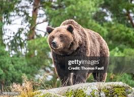 Attēlu rezultāti vaicājumam “Ursus arctos”