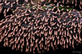 Attēlu rezultāti vaicājumam “Stemonitopsis gracilis”