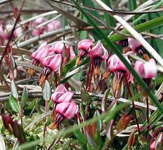 Attēlu rezultāti vaicājumam “Oxycoccus bud”
