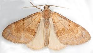 Attēlu rezultāti vaicājumam “Pennithera firmata”