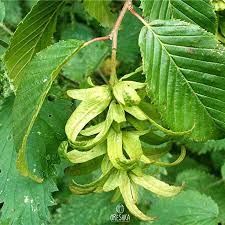 Attēlu rezultāti vaicājumam “Carpinus betulus fruit”