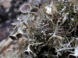 Attēlu rezultāti vaicājumam “Anaptychia ciliaris”