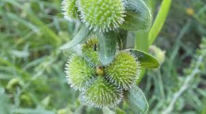 Attēlu rezultāti vaicājumam “Cynoglossum officinale fruit”