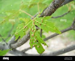 Attēlu rezultāti vaicājumam “Vasates quadripedes”