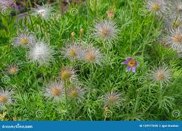 Attēlu rezultāti vaicājumam “Pulsatilla patens fruit”