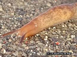 Attēlu rezultāti vaicājumam “Krynickillus melanocephalus”