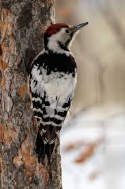 Attēlu rezultāti vaicājumam “Dendrocopos leucotos”