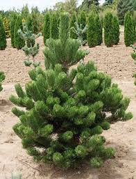 Attēlu rezultāti vaicājumam “Pinus nigra”