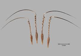 Attēlu rezultāti vaicājumam “Erodium cicutarium fruit”