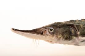 Image result for Acipenser medirostris