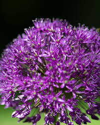 Attēlu rezultāti vaicājumam “Allium holandicum”