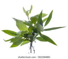 Attēlu rezultāti vaicājumam “Salix myrsinifolia male flower”