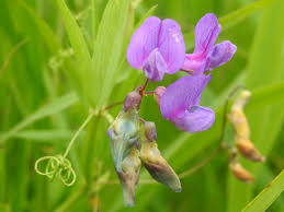 Attēlu rezultāti vaicājumam “Lathyrus palustris flower”