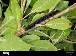 Attēlu rezultāti vaicājumam “Eriogaster lanestris larva”