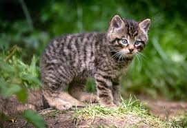 Attēlu rezultāti vaicājumam “Felis silvestris catus juvenile”