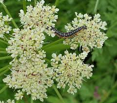 Attēlu rezultāti vaicājumam “Libanotis montana”