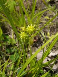 Attēlu rezultāti vaicājumam “Carex viridula flower”
