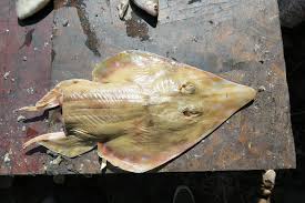 Image result for Acroteriobatus blochii