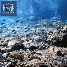 Image result for Deep Blue Diving