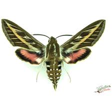 Attēlu rezultāti vaicājumam “Hyles gallii imago”