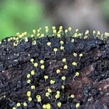 Attēlu rezultāti vaicājumam “Physarum bitectum”