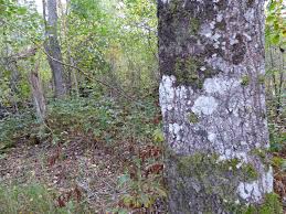 Attēlu rezultāti vaicājumam “Leptogium saturninum”