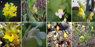 Attēlu rezultāti vaicājumam “Microrrhinum minus leaf”