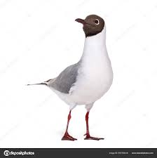 Attēlu rezultāti vaicājumam “Larus ridibundus adult”