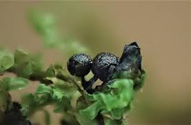 Attēlu rezultāti vaicājumam “Lamproderma puncticulatum macro”