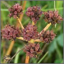 Attēlu rezultāti vaicājumam “Oenanthe aquatica fruit”