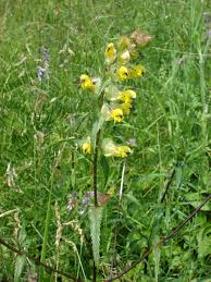 Attēlu rezultāti vaicājumam “Rhinanthus serotinus”