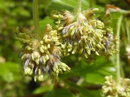Attēlu rezultāti vaicājumam “Fagus sylvatica flower”