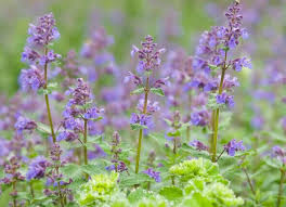 Image result for Nepeta cataria