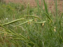 Attēlu rezultāti vaicājumam “Brachypodium pinnatum”