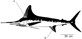 Image result for Kajikia albida