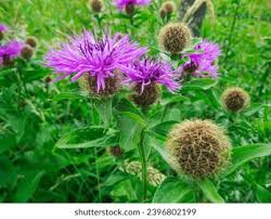 Image result for Centaurea pseudophrygia