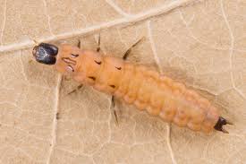 Attēlu rezultāti vaicājumam “Malachidae”