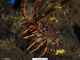 Image result for Palinurus elephas