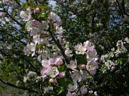 Attēlu rezultāti vaicājumam “Malus sylvestris”