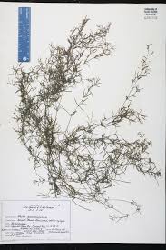 Attēlu rezultāti vaicājumam “Najadaceae”