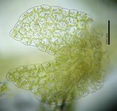 Attēlu rezultāti vaicājumam “Lejeunea cavifolia”