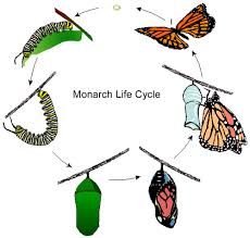 Image result for monarch butterfly