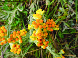 Attēlu rezultāti vaicājumam “Helichrysum arenarium bud”