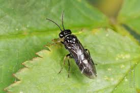 Attēlu rezultāti vaicājumam “Tenthredinidae”