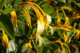 Attēlu rezultāti vaicājumam “Lonicera ferdinandii”