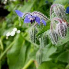 Image result for Borretsch