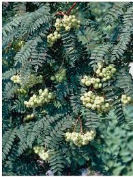 Attēlu rezultāti vaicājumam “Sorbus”