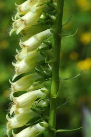 Image result for Digitalis lutea